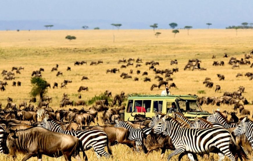 Cuatro días de Serengeti y aventuras de caza en general