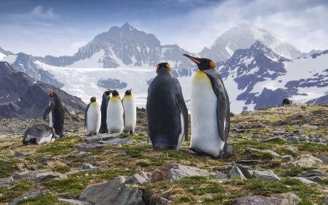 Antártida, Georgia del Sur y las Islas Falkland