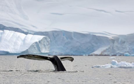 Coloso del Océano Sur: un viaje de ballenas con las Islas Shetland del Sur y la Península Antártica