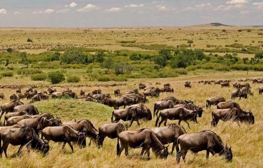 Un viaje jihadista a Masai Mara