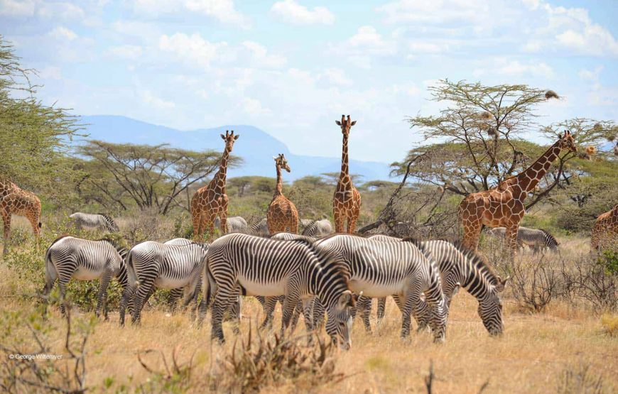 Kenia Wildlife Experience Private Hunting
